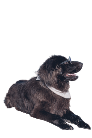 Photo of a flat-coated retriever