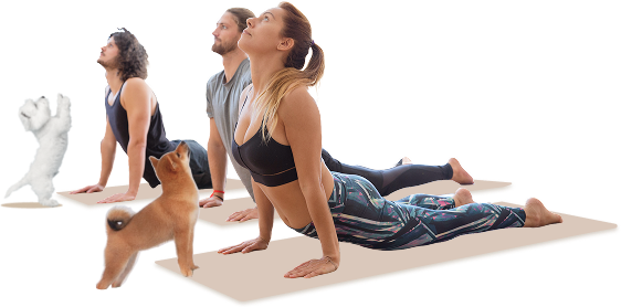 Photo of a yoga group with dogs