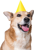 Corgi with a yellow birthday hat
