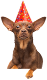 Chihuahua with a red birthday hat